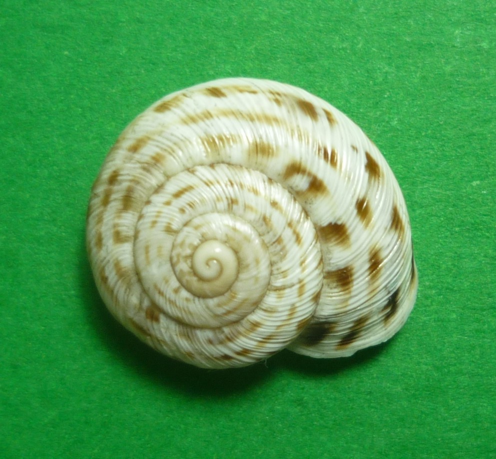 Marmorana fuscolabiata